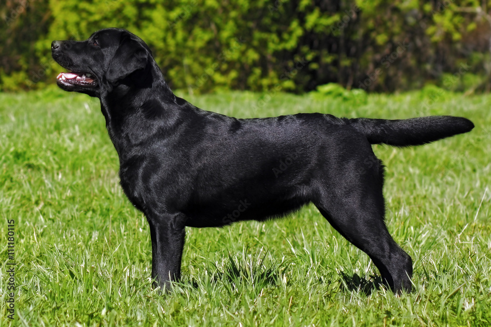 Labrador Retriever standing in the show position Labrador Retriever standing in the show position