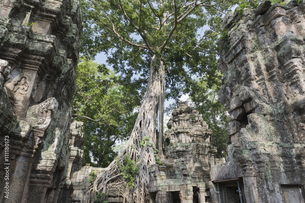 trees and castle in Angkor Wat in Cambodia