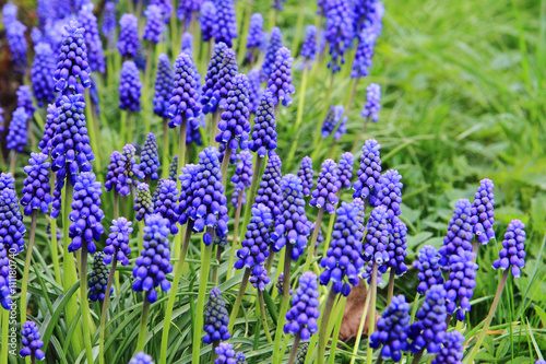 grape hyacinth flowers