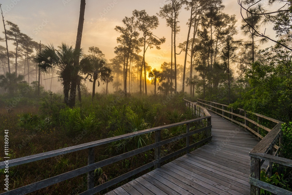 Bog landscape at sunrise, Florida.