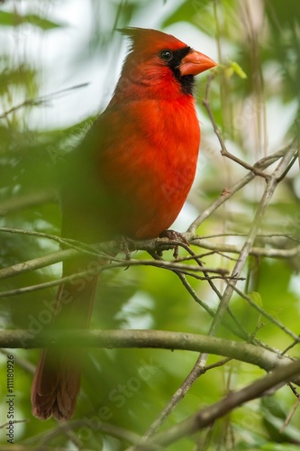 Northern cardinal (Cardinalis cardinalis). One of the most common birds in Florida.