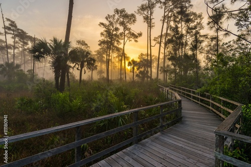 Bog landscape at sunrise, Florida.