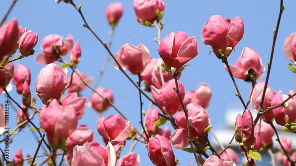 Magnolia flowers blossom on a blue sky Magnolia flowers blossom on a blue sky
