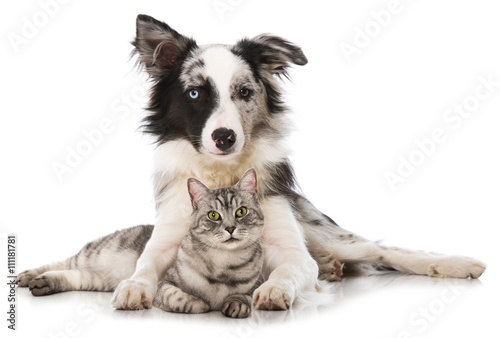 Fototapeta Naklejka Na Ścianę i Meble -  Hund und Katze