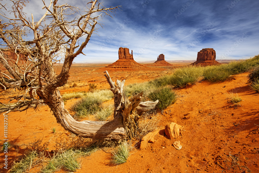 Wunschmotiv: dead tree trunk in the monument valley #111182720