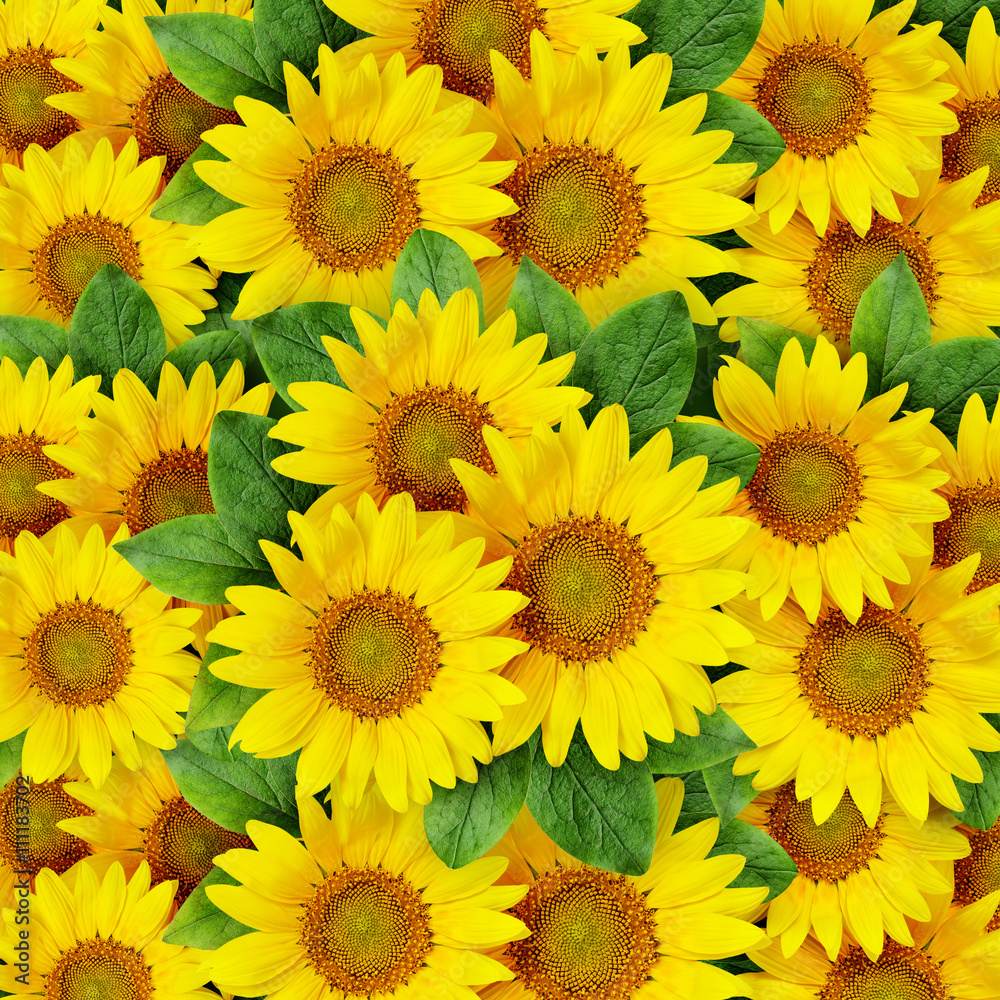 Fototapeta premium Sunflowers background