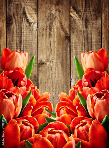 Red tulip flowers background