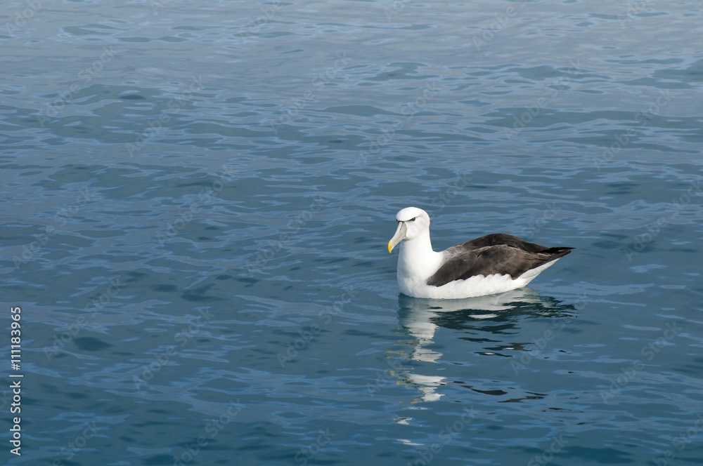 Albatross resting on a calm ocean surface, Kaikoura, New Zealand Albatross resting on a calm ocean surface, Kaikoura, New Zealand