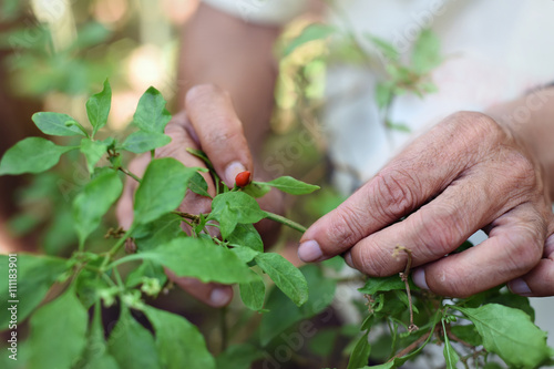 man collects chili pepper