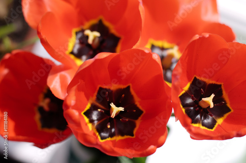 Quadro su tela Several red tulip flowers overhand