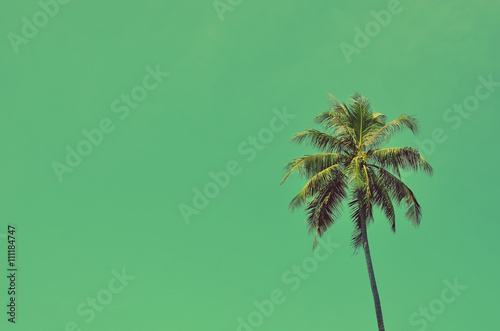  palm tree on blue sky background. © tonktiti