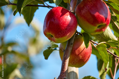 Apple Orchard