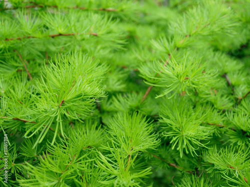 Fresh greeen larch branches photo