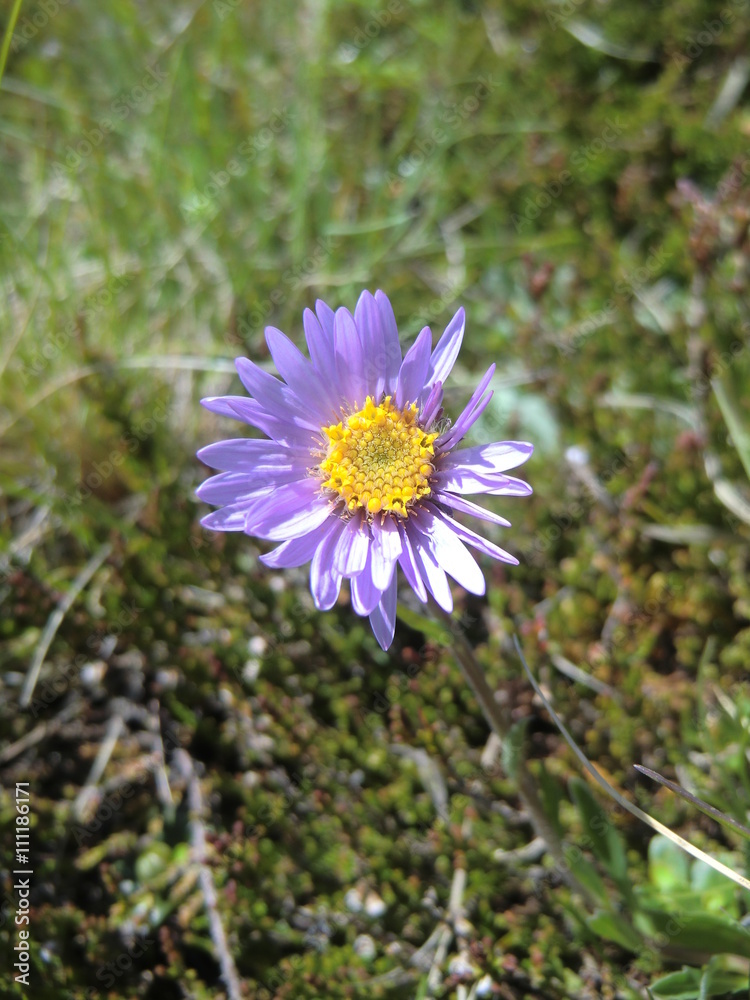 Obraz premium Blume Alpenaster