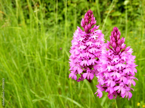 Fototapeta Naklejka Na Ścianę i Meble -  Pyramidal Orchid (Anacamptis pyramidalis) growing wild in a meadow