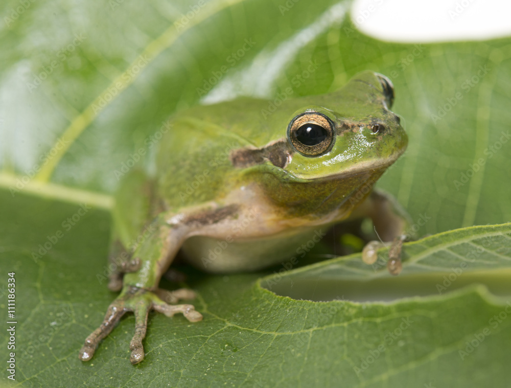 Obraz premium European tree frog