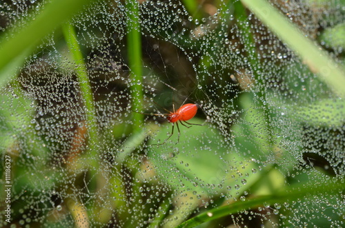 Grass spider, black-tailed sheetweaver, Florinda coccinea. Red spider creates web in grass which is glistening in early morning dew drops.