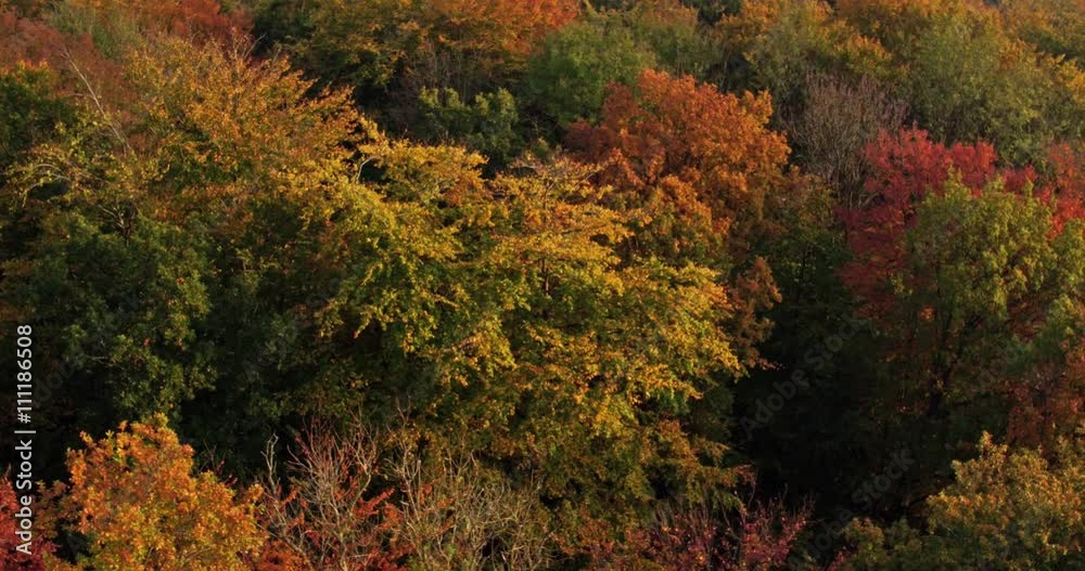 Luftaufnahme von einem Herbstwald in Schleswig-Holstein Luftaufnahme von einem Herbstwald in Schleswig-Holstein