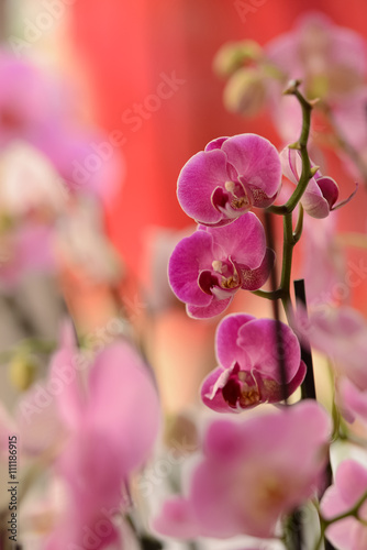 Pink orchid in natural light