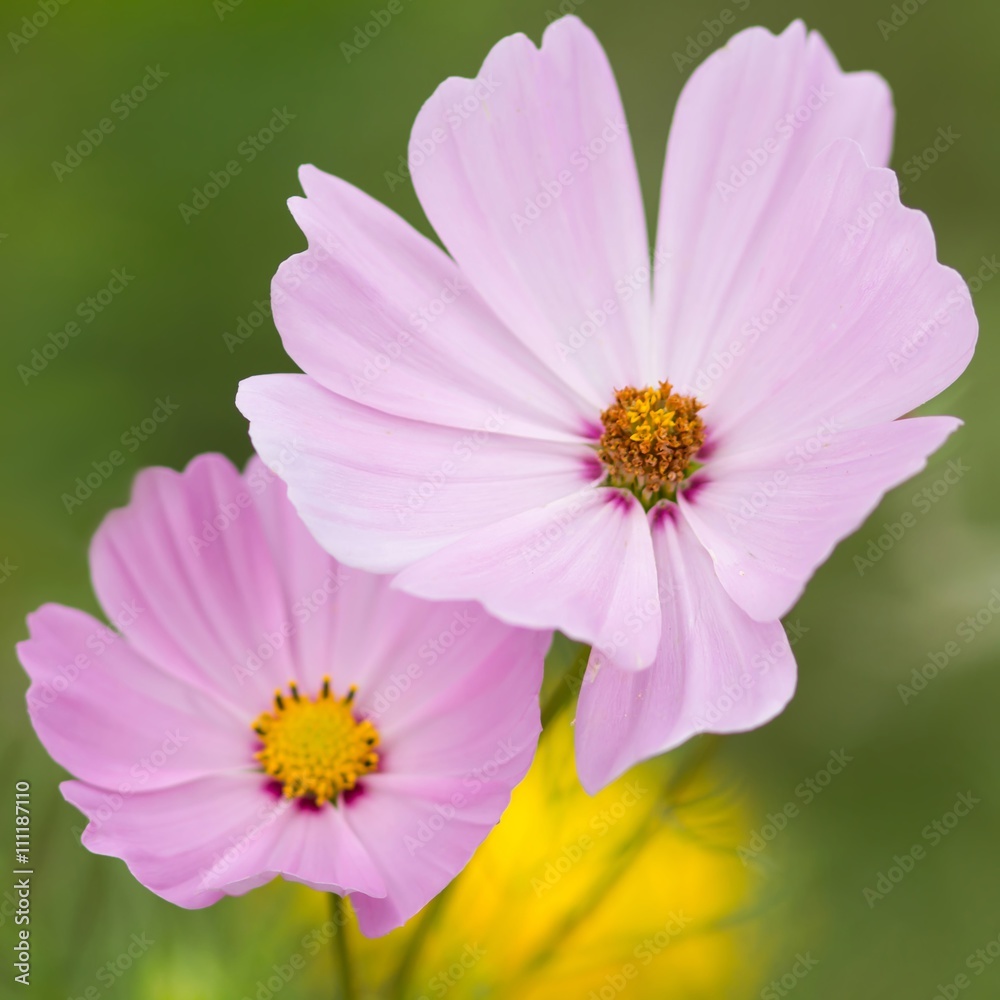Schmuckkörbchen / Cosmos bipinnatus Schmuckkörbchen / Cosmos bipinnatus