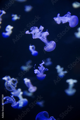 Glowing Blue Jellyfishes.
