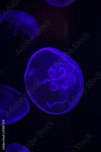 Glowing Blue Jellyfishes.