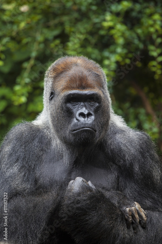 Portrait of big, black gorilla © Aliaksei