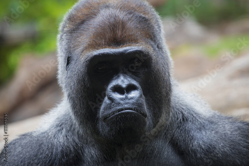 Portrait of big, black gorilla