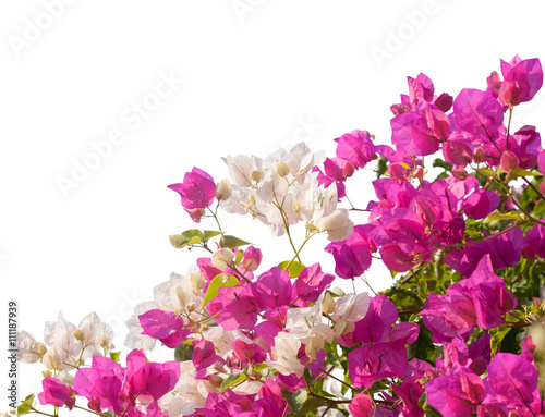 Pink and white blooming bougainvilleas isolated on white background photo