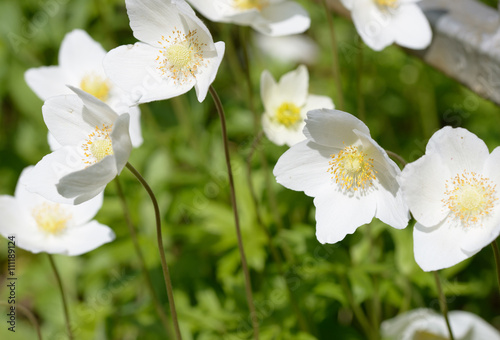 Close-up of white anemone flowers in spring sunlight. © vaz1
