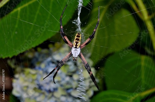 Colorful garden spider in zig zag pattern web