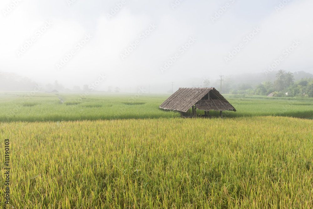 rice field and hut