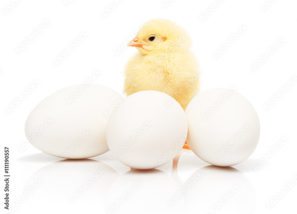 Small yellow chicken behind of three white chicken eggs