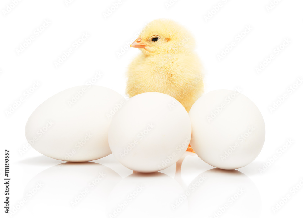 Small yellow chicken behind of three white chicken eggs Small yellow chicken behind of three white chicken eggs