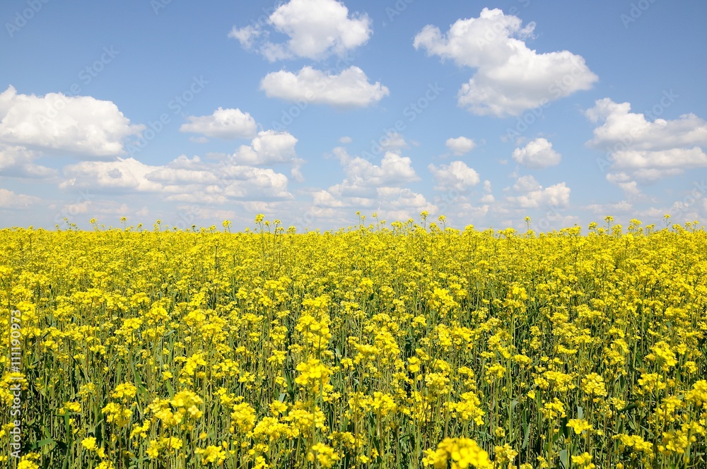 Obraz premium raps field with blue sky