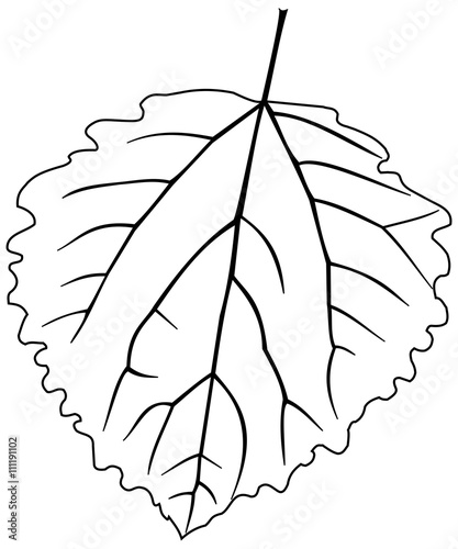 aspen poplar, Populus tremula