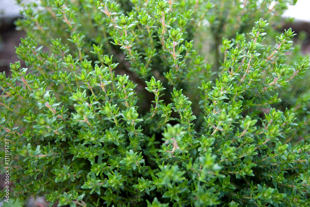 Thymian Thymian