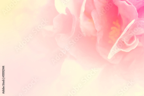 Light petal flower in soft color and blurred style for background