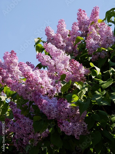 lilac bush blossoming  photo