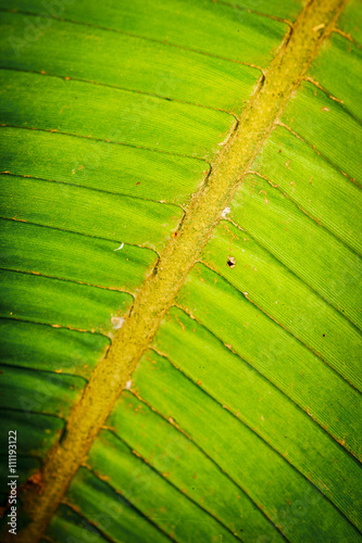 Closeup Fern photo