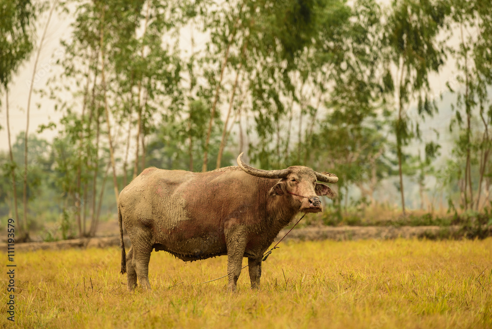 Albino buffalo (White Buffalo) graze on the meadow