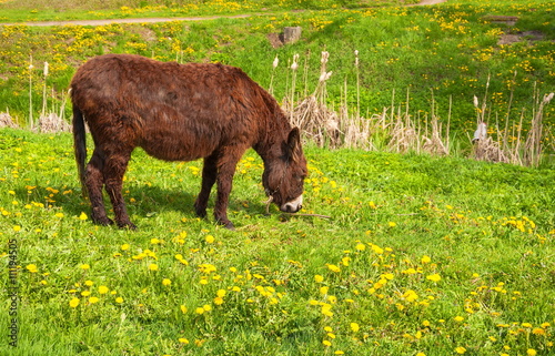 Shaggy Donkey grazing in the meadow with dandelions