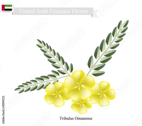 Tribulus Omanense, The Native Flower of United Arab Emirates
