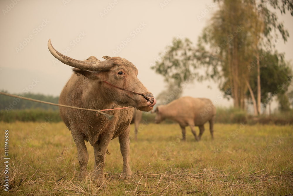 Obraz premium buffalo in field
