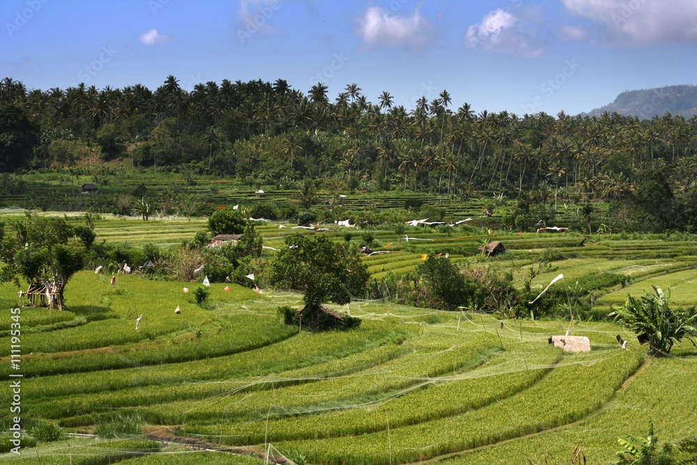 Balinese rice field landscape with palms in the background and blue sky with few clouds