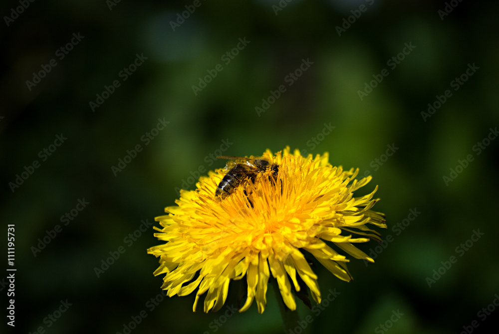detailed dandelion flower with bee pollinator detailed dandelion flower with bee pollinator