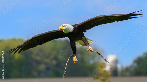 Bald eagle (Haliaeetus leucocephalus) in landing approach
