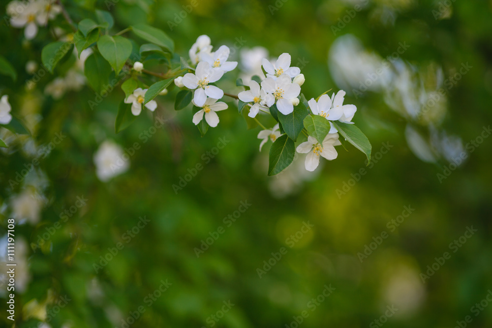 Beautiful flowering branch of apple tree Beautiful flowering branch of apple tree