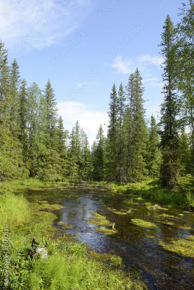 Forest River. Northern Finland