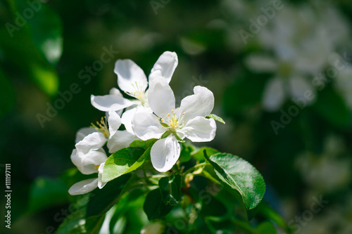 Blooming apple tree branch in spring